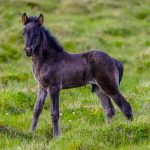 Mastering the Art of Horse Rearing