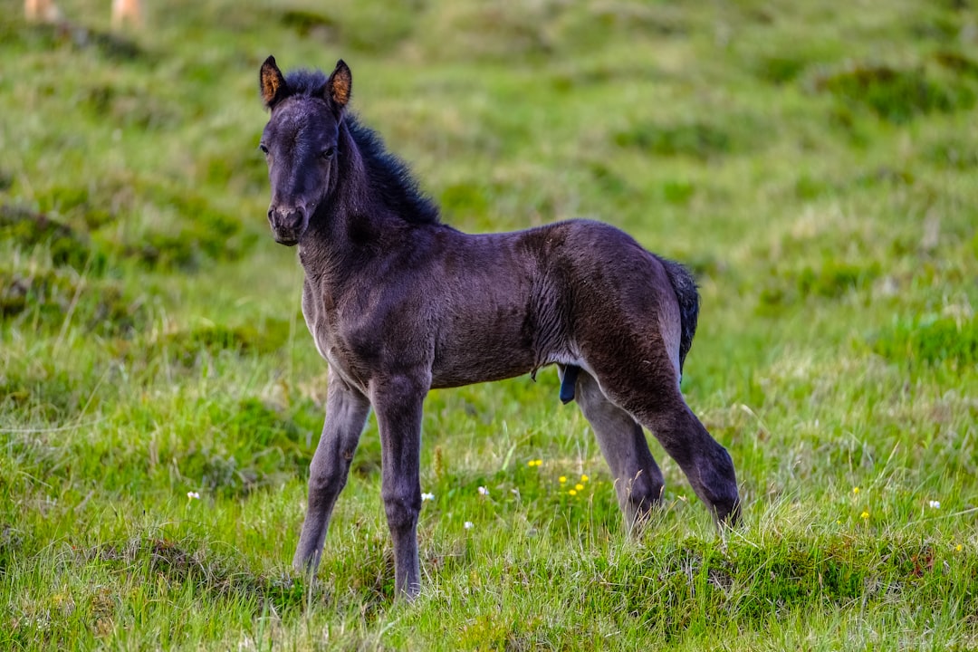 Photo Horse, rearing